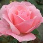 Rozenstruik roze